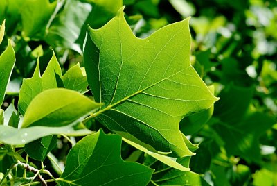 Liriodendron tulipifera - liliovník tulipánokvětý - letní list s žilnatinou (77)